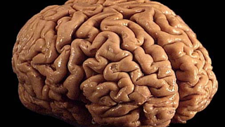 University of Texas Doesn't Know Where its Brains are